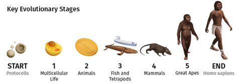 Visualized The 4 Billion Year Path Of Human Evolution