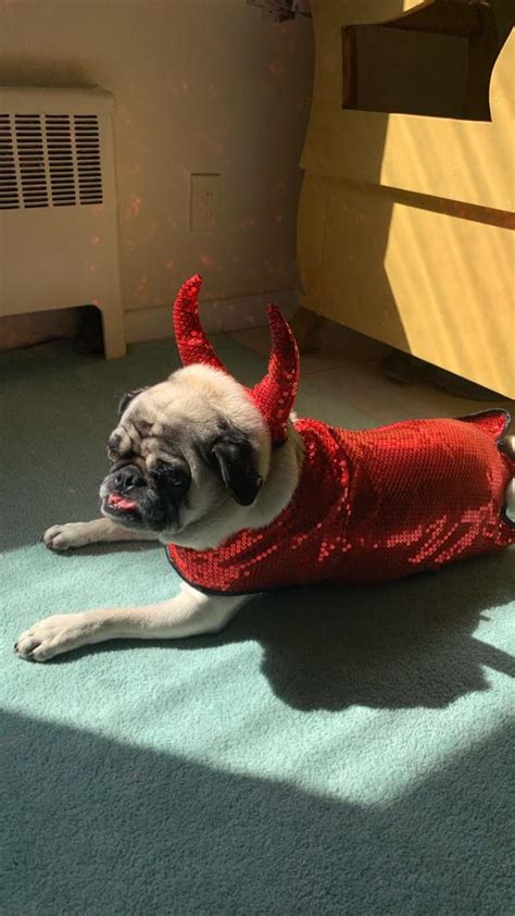 Zack And Zoey Sequin Devil Dog Costume Baxterboo