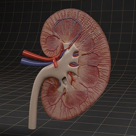 Anatomy Kidney 3d Model Cgtrader