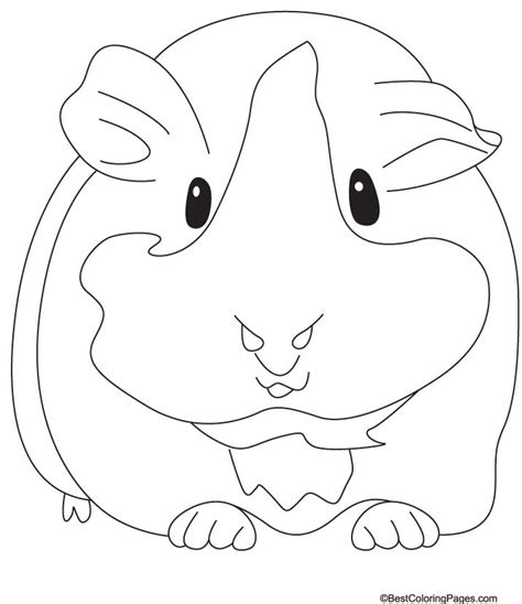 Also you can search for other artwork with our tools. Guinea pig coloring pages to download and print for free