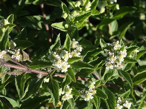 Lippia Javanica Fever Tea Lemoenbossie Umsuzwane Inzinziniba Musukudu