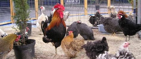 La gripe aviar es contagiosa entre las aves y capaz de enfermar gravamente o matar a las aves domésticas como el pollo, el pato y el pavo. GRIPE AVIAR. Control de las explotaciones avícolas no ...