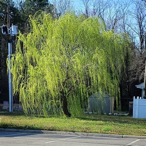 i ve watched this weeping willow tree grow from a pitiful little twig into a thriving