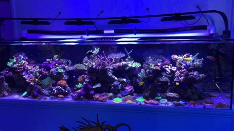 300 Gallon Reef Tank At Iconic Reef Company Youtube