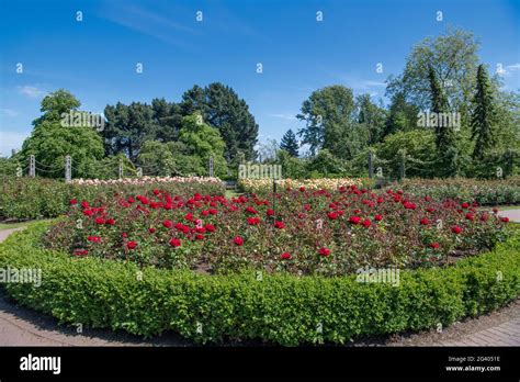 Rose Garden Queen Marys Garden Regents Park London Stock Photo Alamy