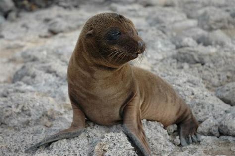 Sea Lion Babyy Not Endangered Cute Picture Baby Animal Zoo