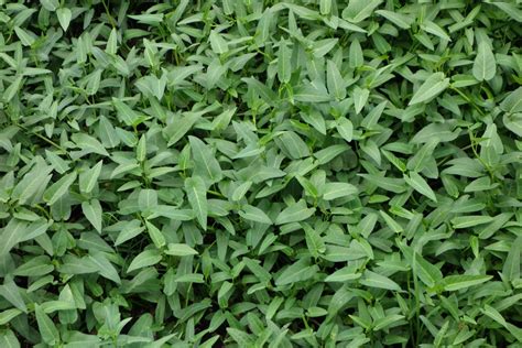 In fact, it grows so quickly that it is considered invasive in some regions where to buy water spinach. Water spinach - Morning glory - Kangkung — Authentic World ...