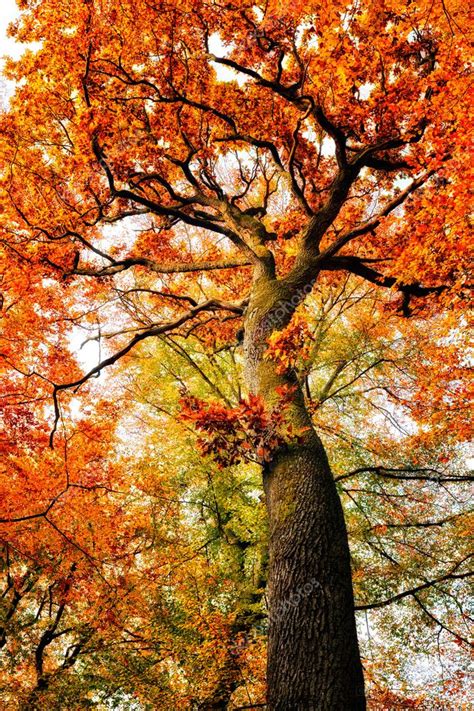 Autumn Oak Tree Stock Photo By ©sborisov 125259560