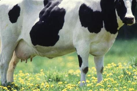 Moo Hiss New York Residents Arrested For Sex Crimes Against A Cow