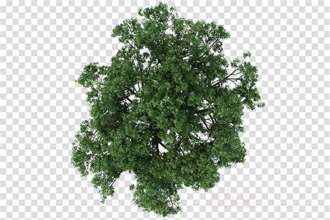 Download Hd Trees Plan View Png Black And White Tree In Plan Png Images