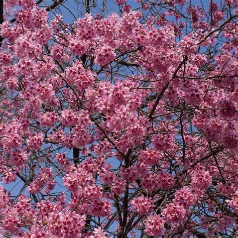 Small Pink Cherry Blossom Tree Prunus Okame Roots Plants