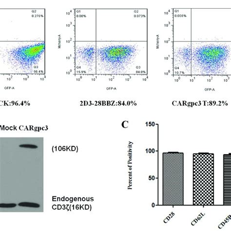 Gpc3 Expression In Lung Cancer Tissues A Different Expression Levels