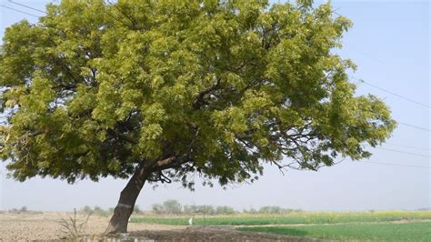 Types Of Indian Trees With Names