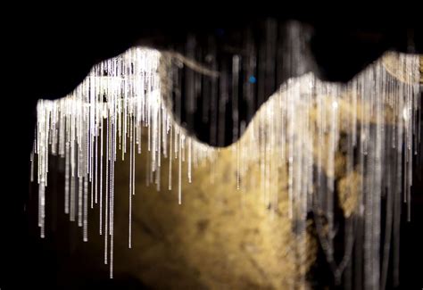 Waitomo Glowworm Caves, North Island, New Zealand | Phenomena, Natural phenomena, Wonders of the ...