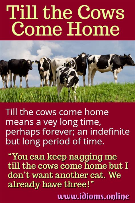 Till The Cows Come Home Idioms Online
