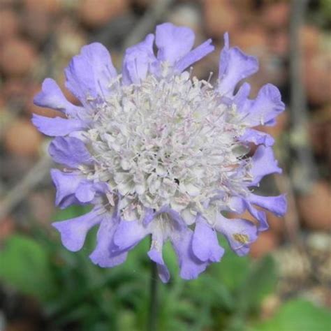 Dwarf Pincushion Flower Lomelosia Japonica Ritz Blue