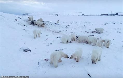 Russian Village Is Under Siege From Fifty Six Hungry Polar Bears