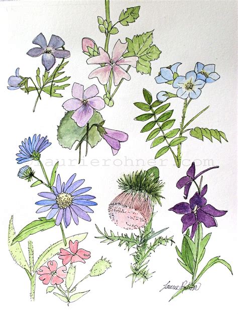Nature Art Watercolor Botanical Wildflower Study