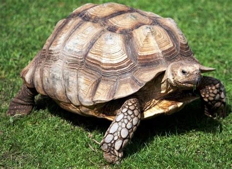 Jul 16, 2018 · we humans like to pride ourselves on our long (and getting longer all the time) life spans, but the surprising fact is that, in terms of longevity, homo sapiens have nothing on other members of the animal kingdom, including sharks, whales, and even salamanders and clams. cooloddee: The Longest living pet Animals