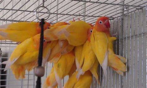 Eyering Lutino Fischer Lovebirds for Sale in Mulberry, Florida