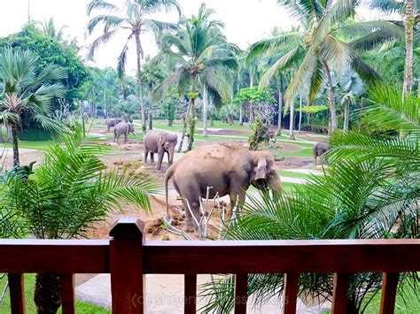 Elephant Safari Park Lodge (Bali, Indonesia) | Sheena Loves Sunsets