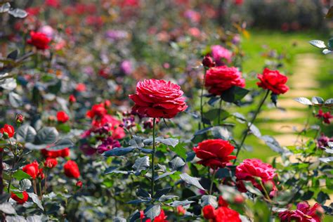 1000 Vườn Hoa Hồng đẹp Nhận Tham Quan Và Hướng Dẫn Trồng Hoa