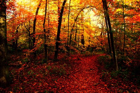 Seasons Autumn Forests Trail Nature Wallpapers Hd