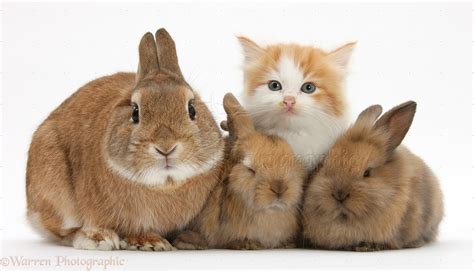 But when i think of bunnies and kittens at the same time, it reminds me of this picture i found. Pets: Kitten and bunny rabbits photo WP29151