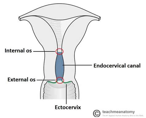 The Cervix Structure Function Vascular Supply TeachMeAnatomy