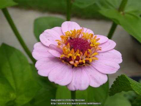 Photo Of The Bloom Of Scabious Flowered Zinnia Zinnia Elegans