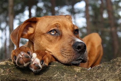 Finden sie einen welpen zu. Copper (Australian Shepherd, Deutscher Boxer ...