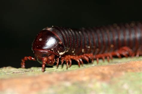 Millipede Life Cycle Reproduction Lifespan And More