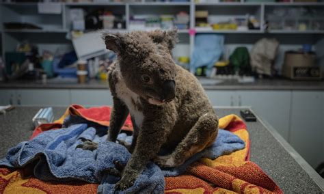 Our Koalas Post Bushfire Recovery And Future Challenges Australian