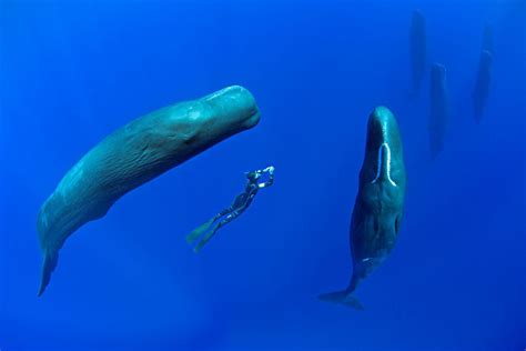 This Diver Captures A Rare Photo Of A Sperm Whale Sleeping Pawsify
