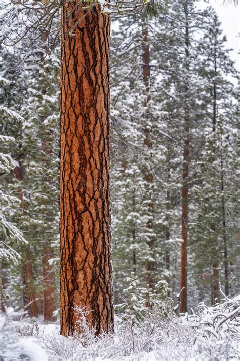 Ponderosa Pine Trees In The Snow During Winter In Oregon Stock Image