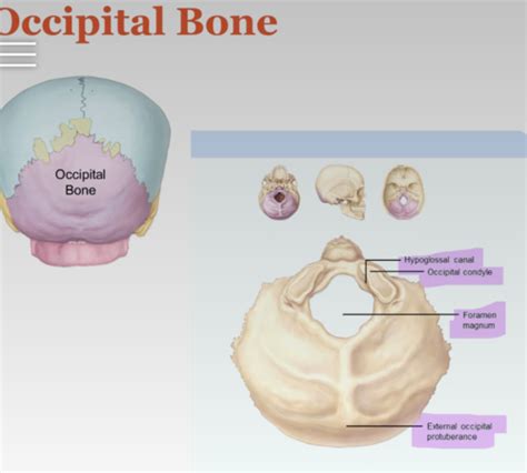 Axial Skeleton Cranial And Facial Bones Flashcards Quizlet