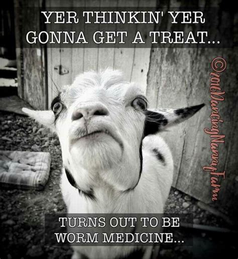 Pin By Dori Witt On Animals Goats Funny Funny Goat