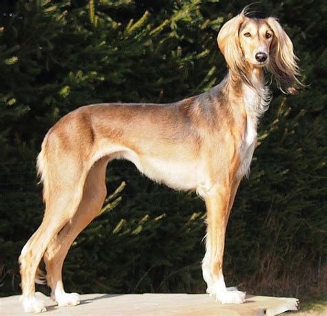 Saluki The Breed Archive