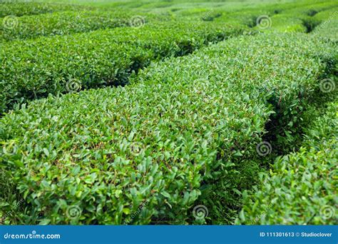 Neat Green Tea Bushes At Green Tea Plantation Of Jeju Island South