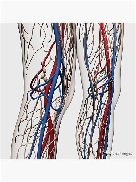 Medical Illustration Of Arteries Veins And Lymphatic System In Human