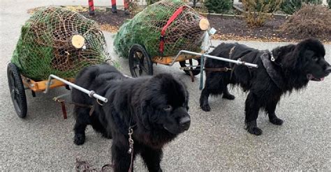 Christmas Tree Farms Use Newfoundland Dogs To Cart Trees
