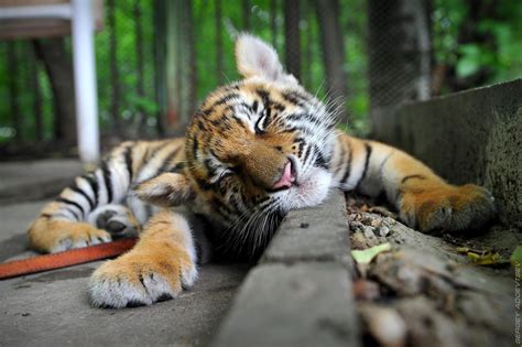Earthlynation Land Of Nod By Sergey Adoevtsev Save The Tiger Tiger