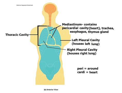 Body Cavities And Membranes Anatomy And Physiology Notes