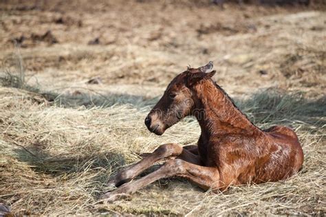 Newborn Foal Stock Photo Image Of Foal Equine Horse 14520702