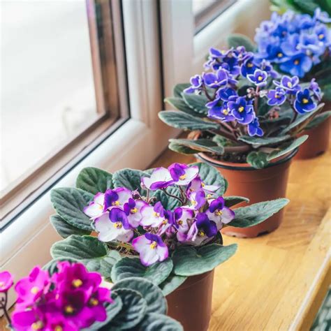 28 African Violets Varieties Different Types