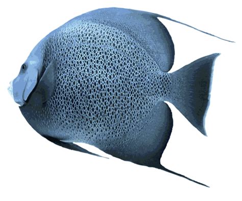 Angelfish Png Images Transparent Free Download