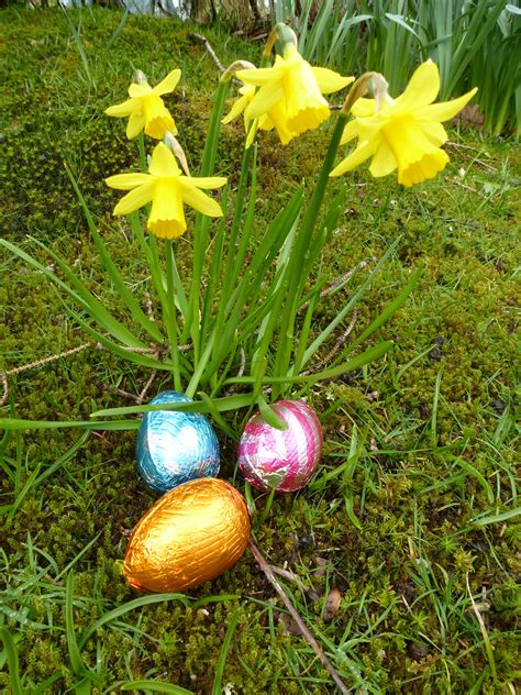 Foil Easter Eggs With Yellow Spring Daffodils Creative Commons Stock Image