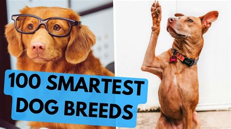 Top 100 Smartest Dog Breeds Ranked Youtube