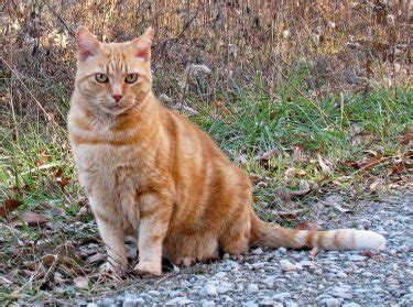 Reasons related to the vomiting of the dogs if you observe that your dog is puking up the undigested food after hours of eating, then there can be several possible reasons. Remedy For Cat Throwing Up