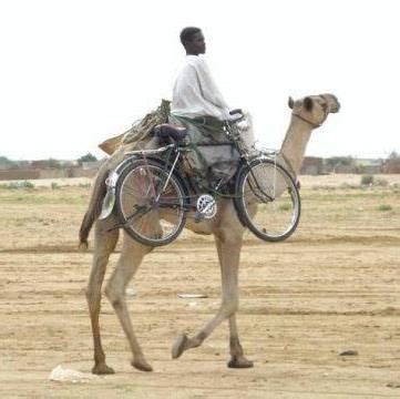 Tourists ride a camel against the old city of jerusalem, israel. Pin on Bike Miscellany